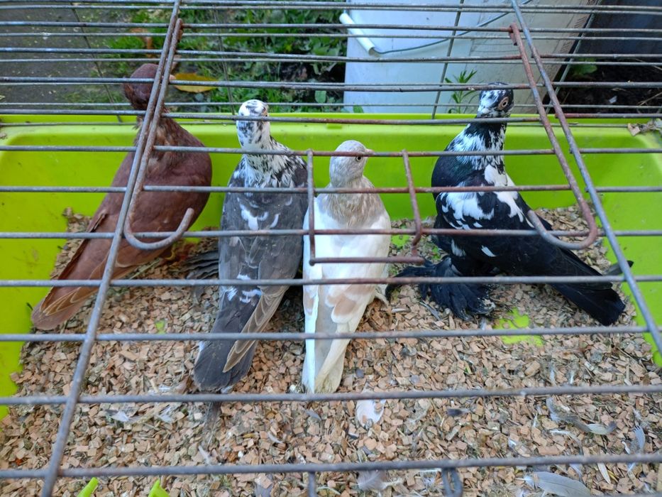 Sprzedam gołębie ozdobne