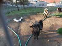 Cabras anãs macho