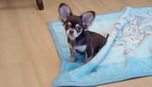 Chihuahua piesek