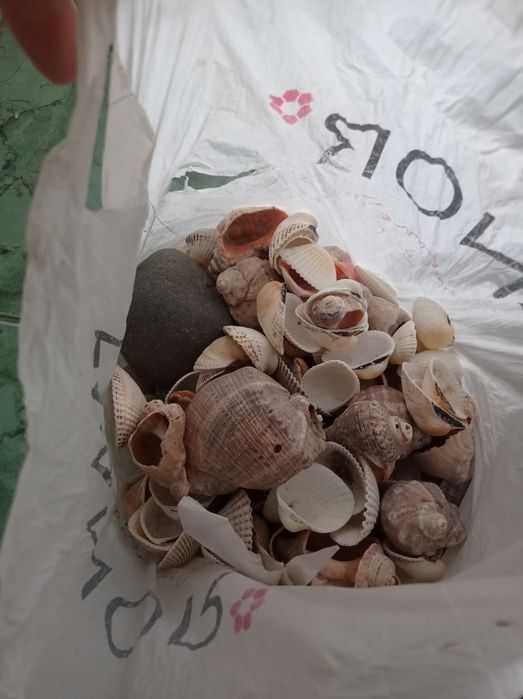Ракушки і камінці
