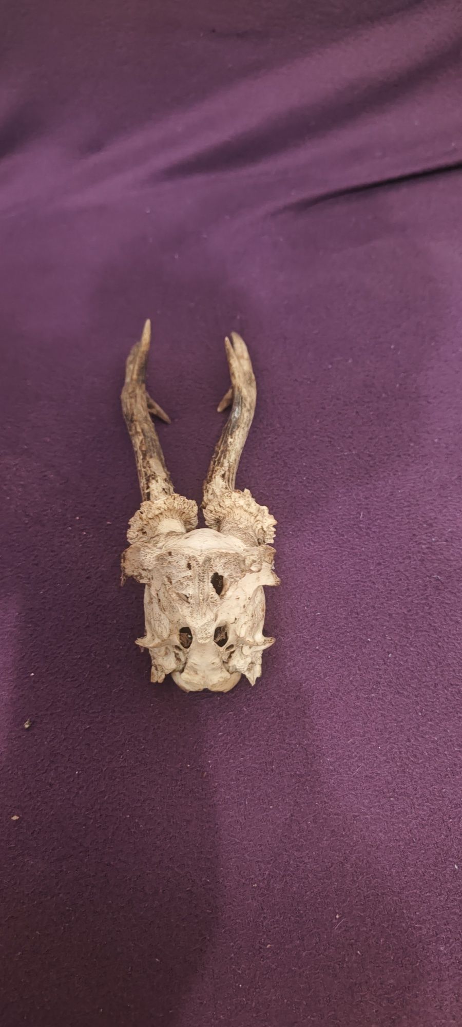 Poroże  27cm z czaszką i 17cm jeden róg