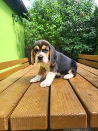 Beagle pies tricolor