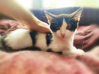 Кошеня, котик, кіт, малюк Амурчик (3 міс.) в пошуках сім'ї!