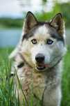 Suczka husky szuka opiekuna znającego rasę, piękna Kola, adopcja