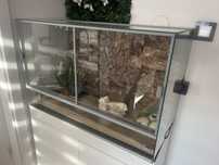 Terrarium z Gekonem dostepne do niedzieli