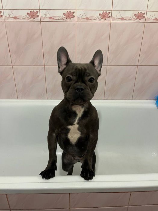 Французкий бульдог девочка