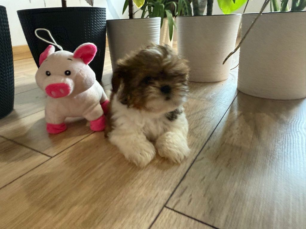 Shih tzu suczka tri color