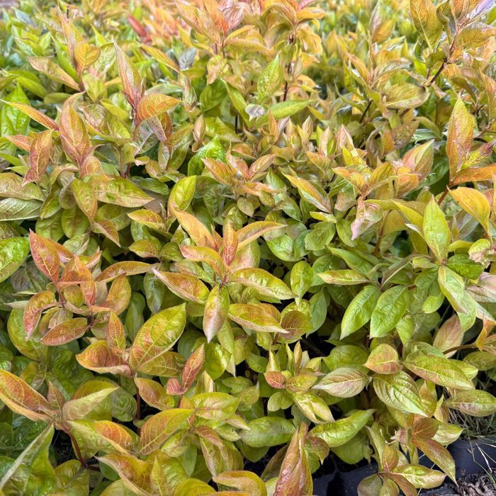 Krzewuszka cudowna 'Wings of Fire' (Weigela florida) Doniczka 2.0L