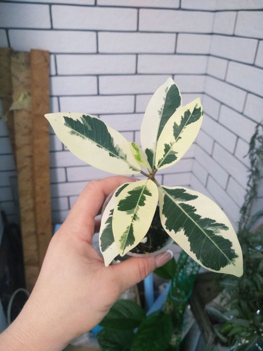 фікус грін ісланд, Ельдорадо, альбомаргіната