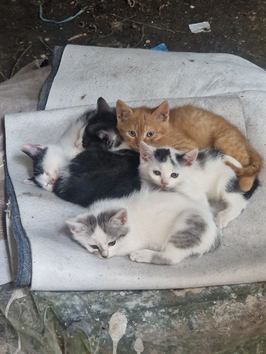 Котиків віддамо в добрі руки