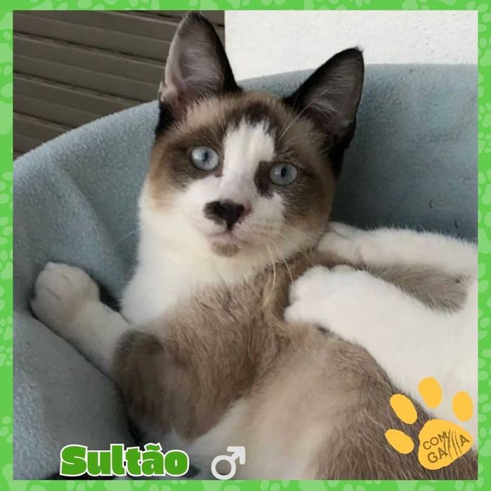 Juniores para adoção