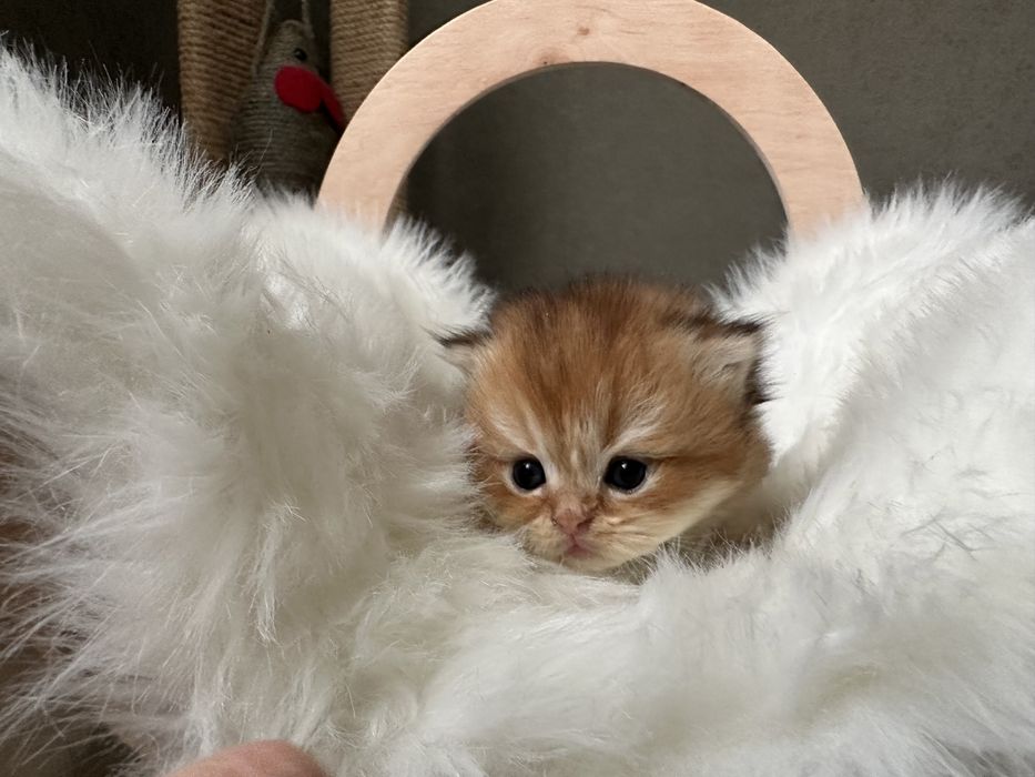 Шотландчики найчарівніші