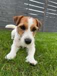 Jack Russell Terrier FCI PIESEK