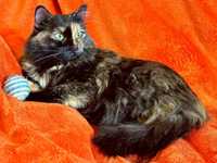 Кошка молодая черепаховая черная рыжая пушистая