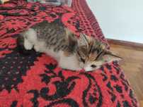 Estamos a doar esta gatinha bebe bebe