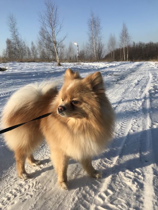 Ищем невесту , здоровый , ухоженый