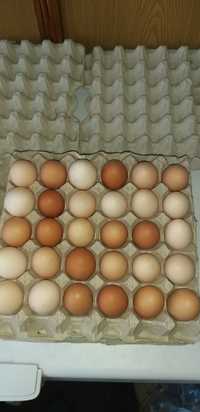 Jajka wiejskie 12 zł  10 sztuk