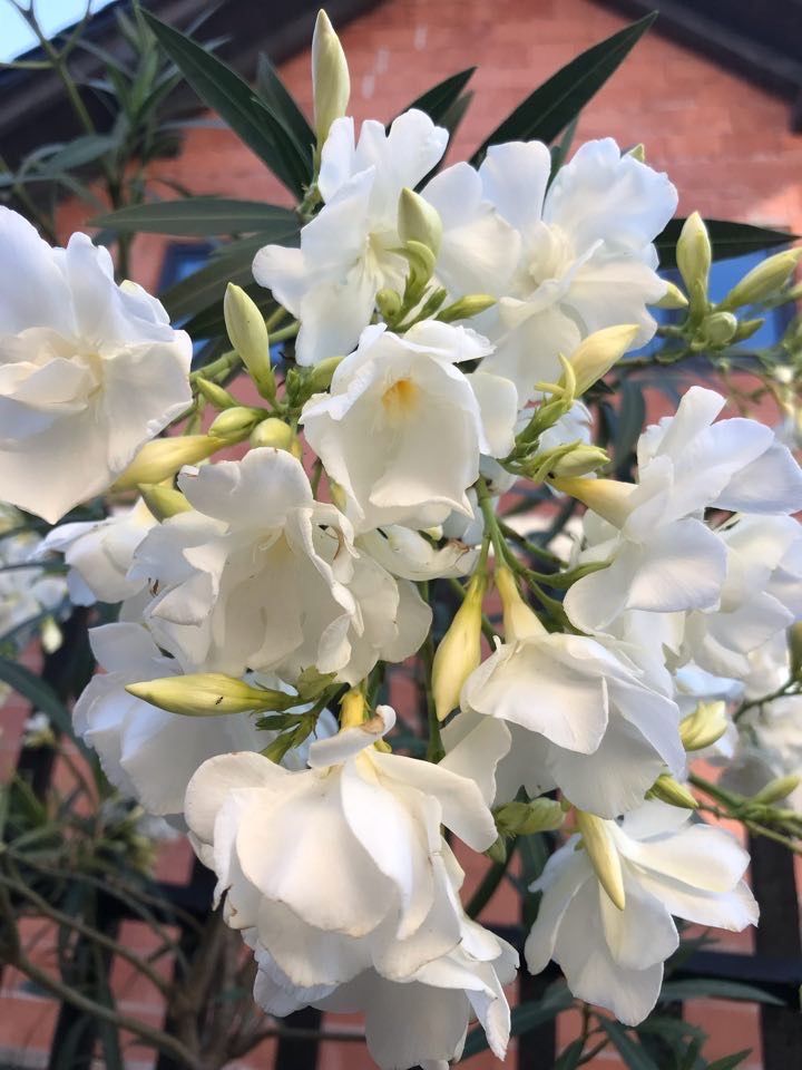 Biały pachnący oleander o pełnych kwiatach