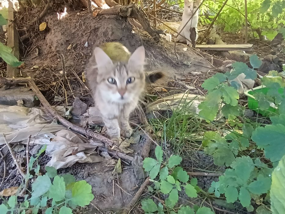 Котята-кошенята. Шукають людське тепло!