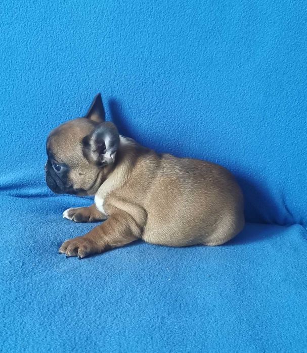 Dziewczynka  BULDOG FRANCUSKI !!
