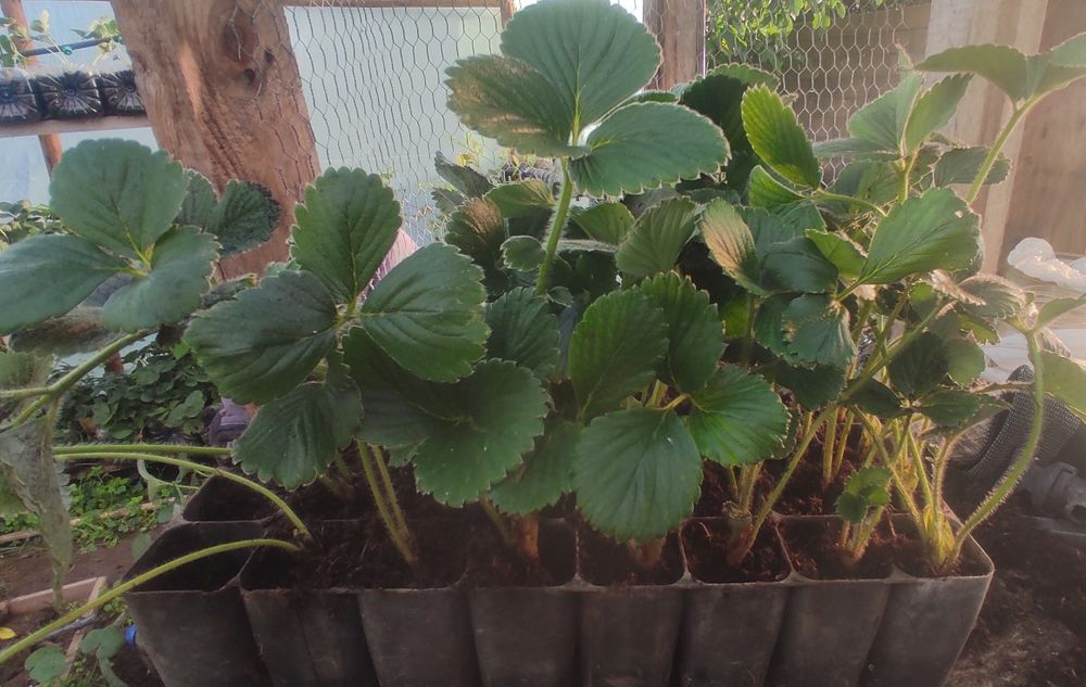 Morangueiros San Andreas