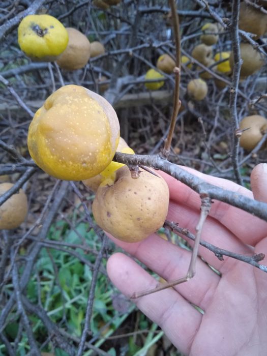 Pigwowiec japoński 5 kg, nie pryskane, ekologiczne na soki