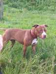 Sunia za darmo do adopcji