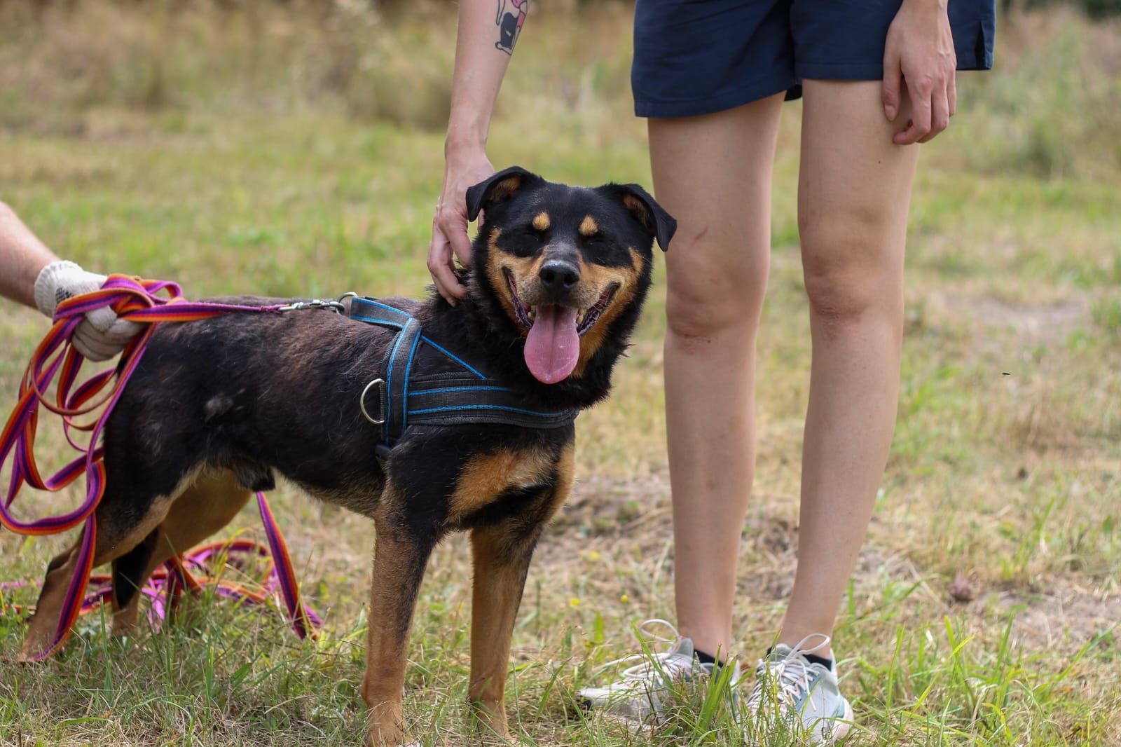 Mini rottweiler Snapi :)