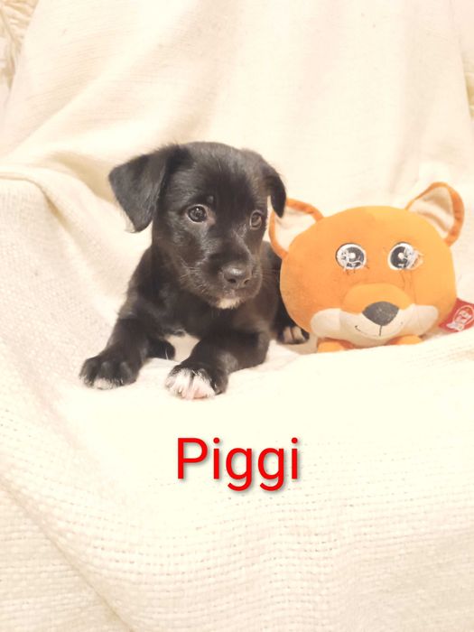 Urocza Piggi szuka domu