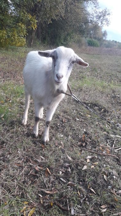 Продам кітну козичку