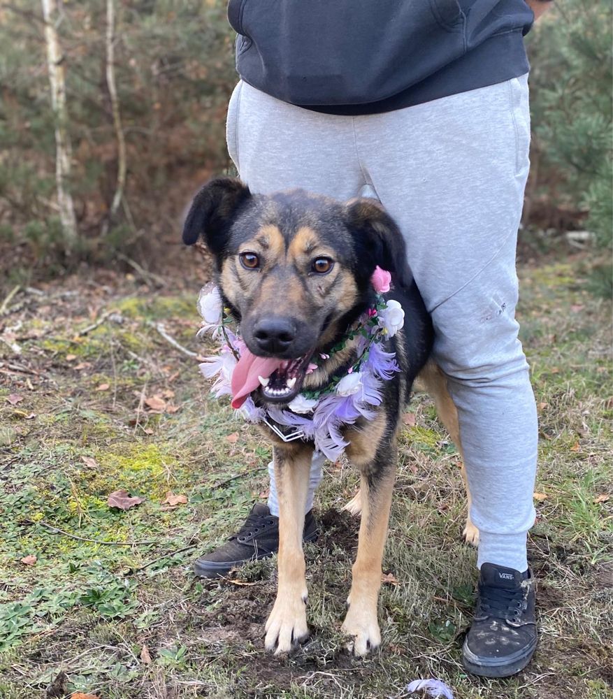Dorosła w schronisku :( Cudna, wesoła sunia do adopcji!