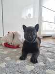 Owczarek belgijski  Malinois