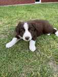 Border Collie czekoladowy .gotowy do odbioru