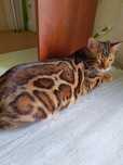 Шикарный бенгальский кот 7мес.
