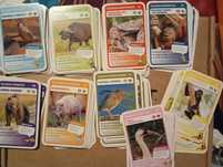 Cartas super animais - vida selvagem