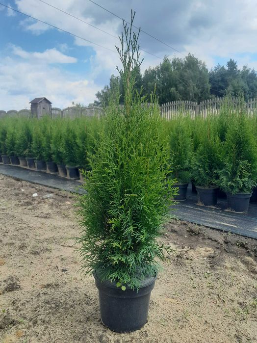 Tuja Szmaragd Tuje Thuja Szmaragdowa żywotnik zachodni 100cm