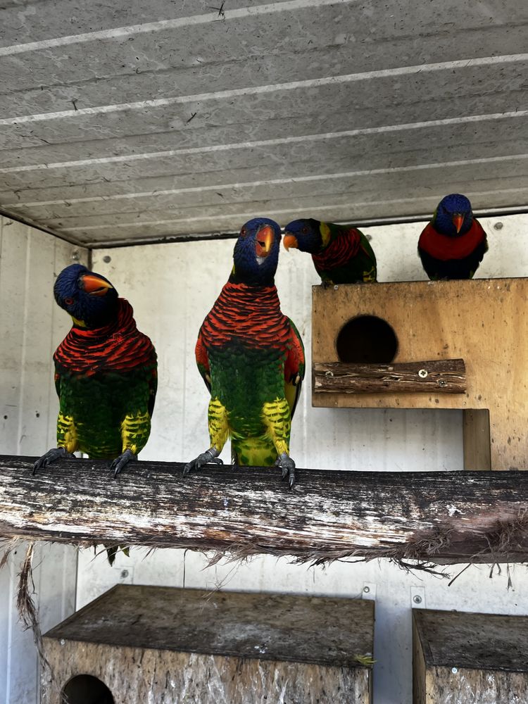 Loris    Arco  Iris