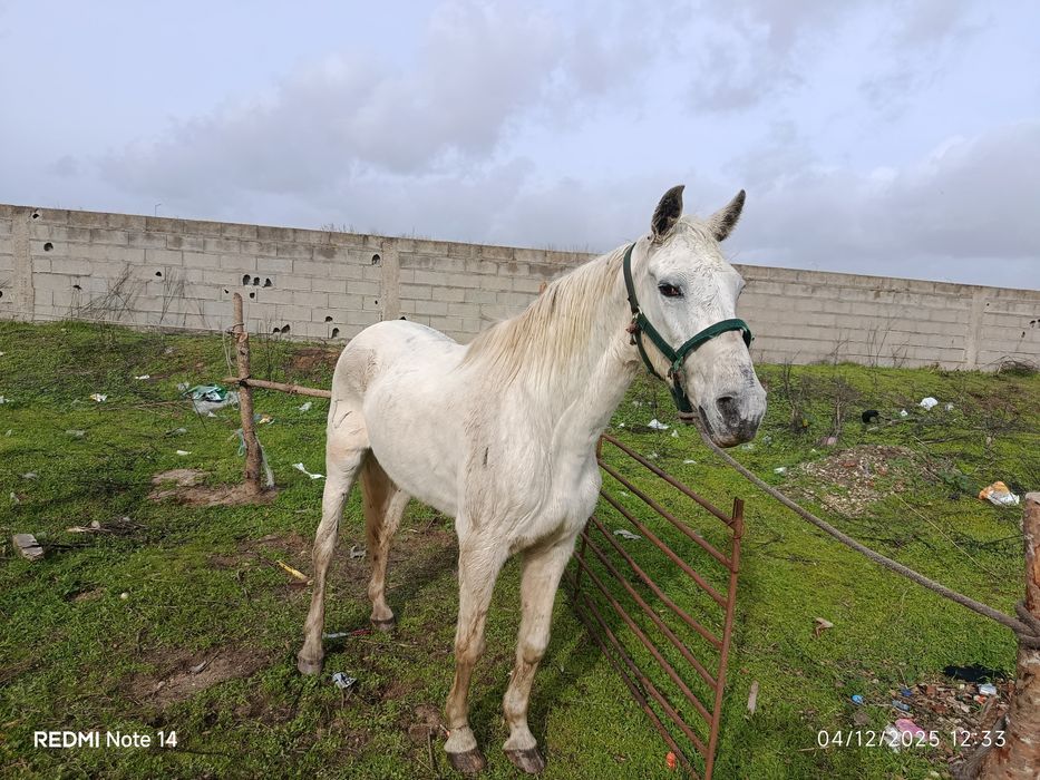 Égua com 8 anos para venda montada