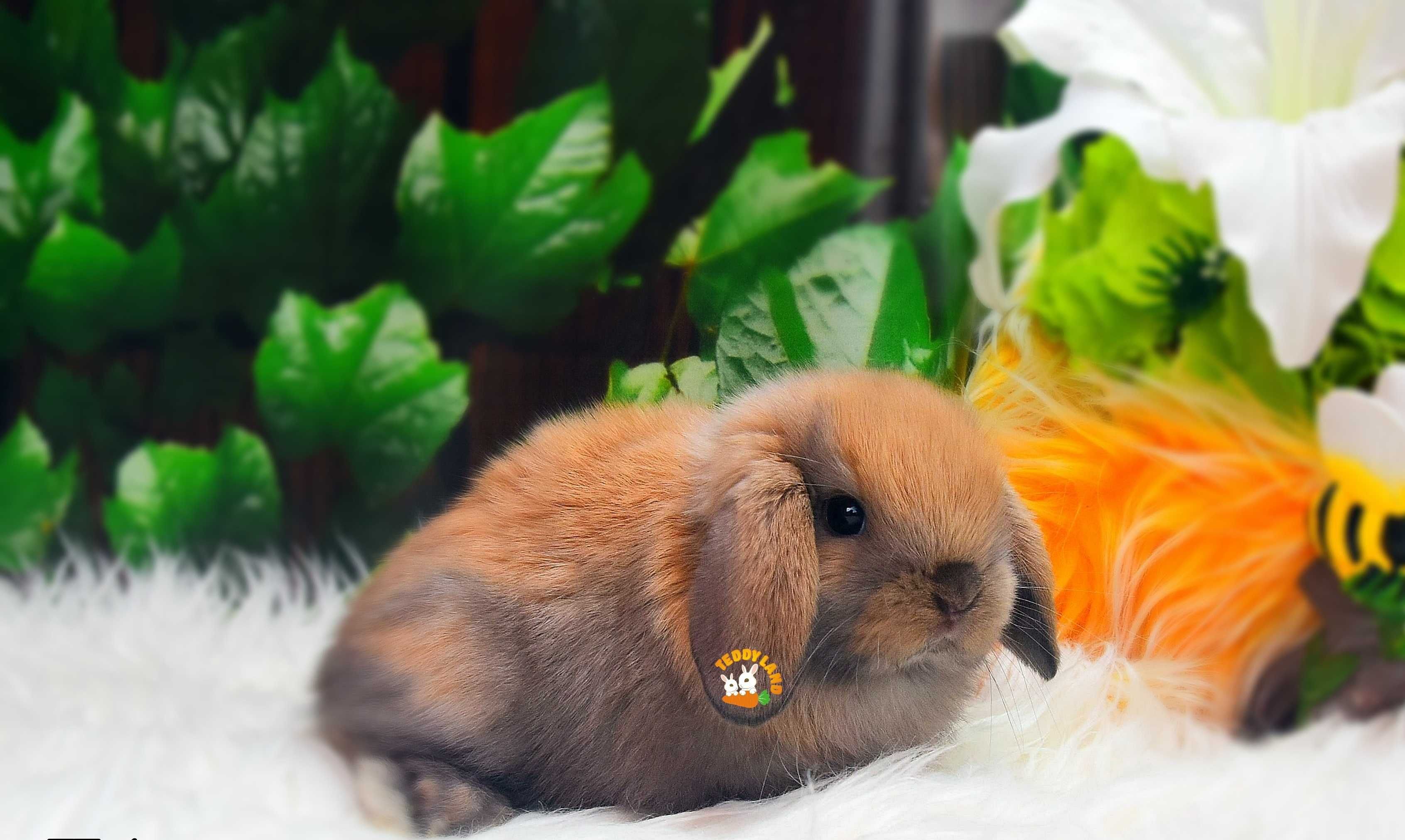 Mini Lop Teddy Karzełek profesjonalna hodowla królików ozdobnych