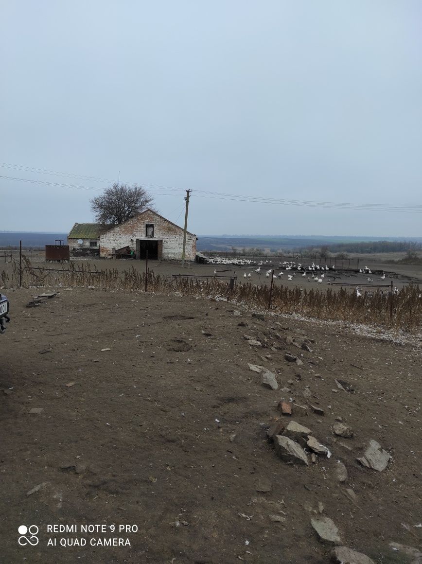 Продам ферму, птичник, телятник в Солонянском районе Днепр