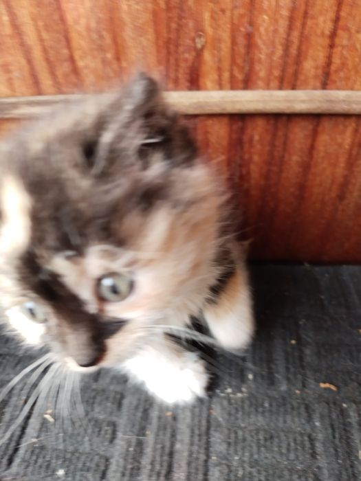 Кошенята в добрі руки