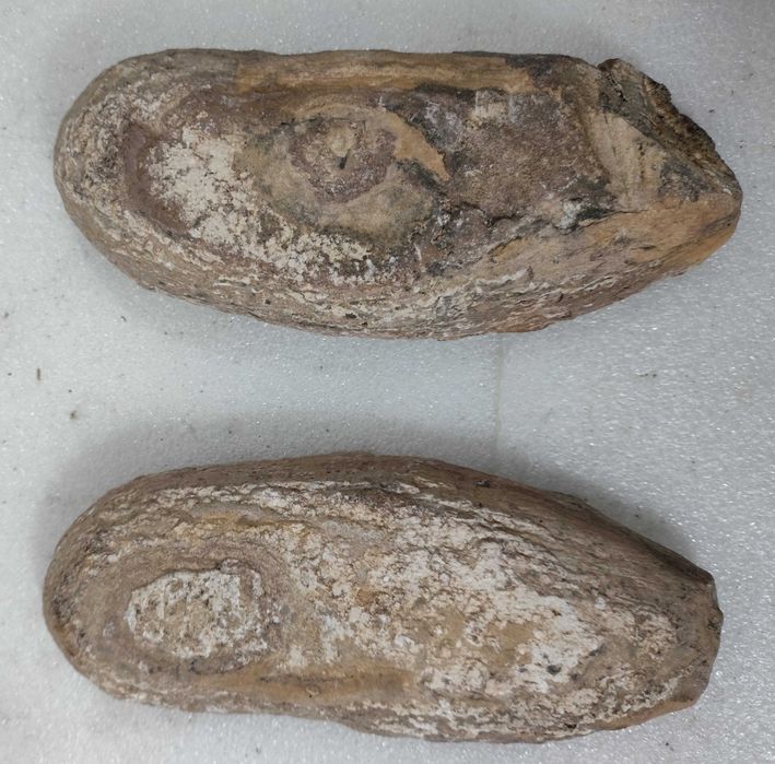 Pedra com fóssil de peixe