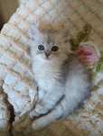 Gato british longhair
