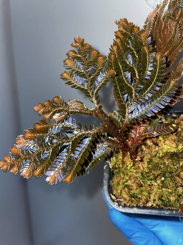 Selaginella megalura „borneo bronze” terrarium,paludarium,vivarium