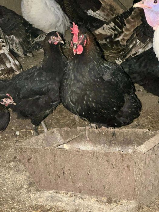 Коричневе яйце Марана для інкубації