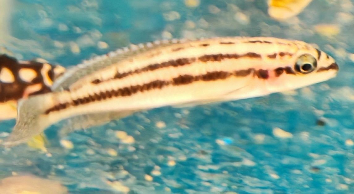 Naskalnik Dickfelda Aquafizz Creative