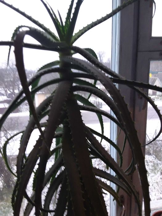 Алоє на ліки 15 років.