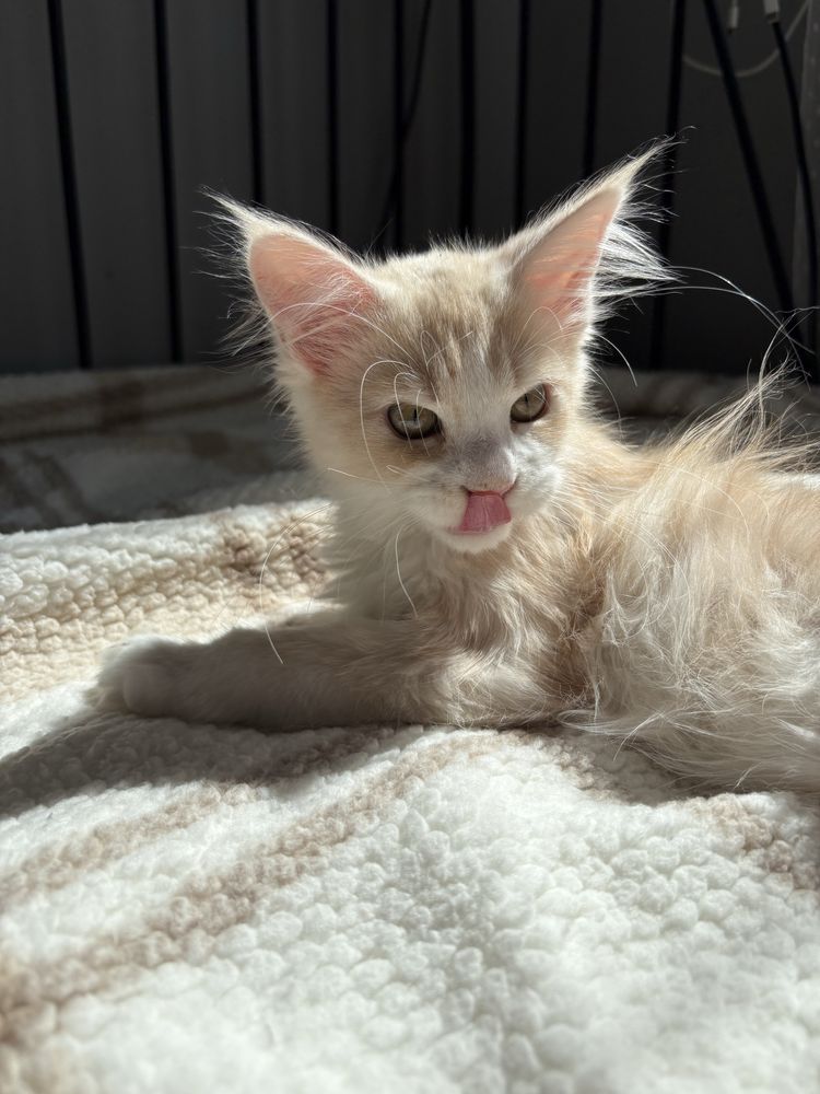 Kocur Maine Coon Gustaw
