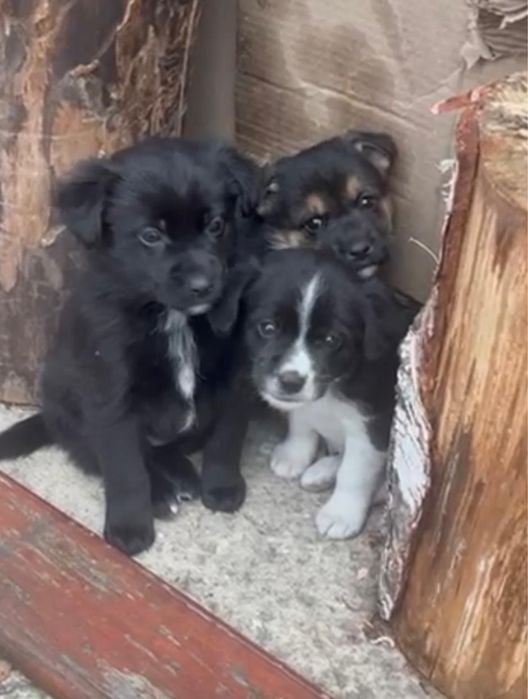 Цуценята Безкоштовно