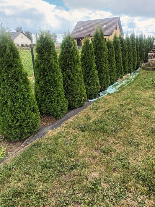 Thuja Szmaragd 100-120cm